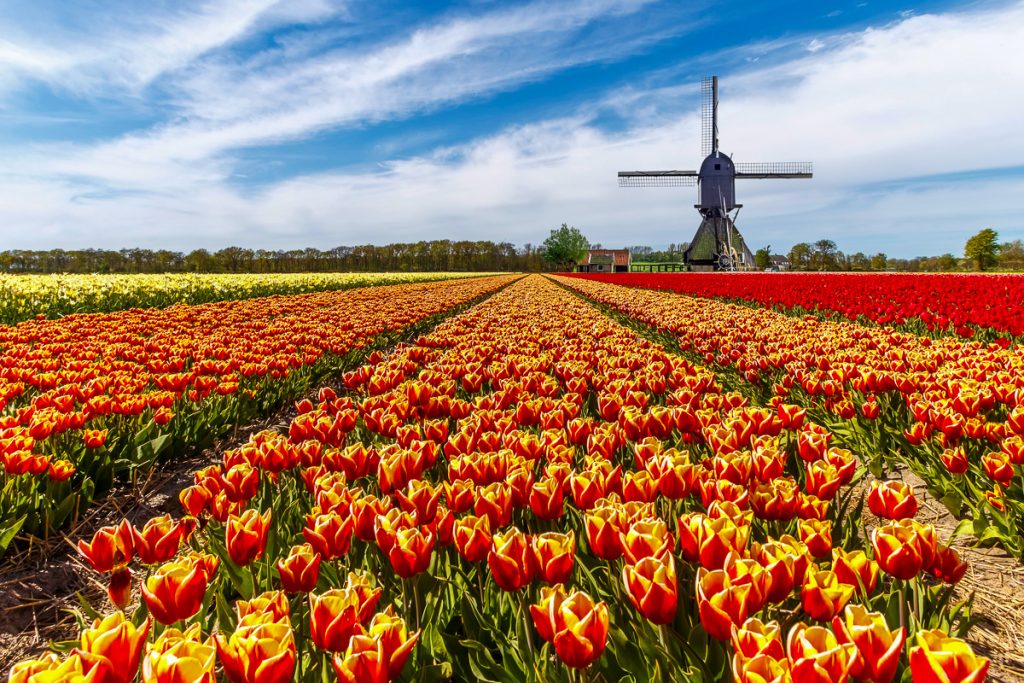 Tulip Time