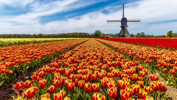 Tulip Time