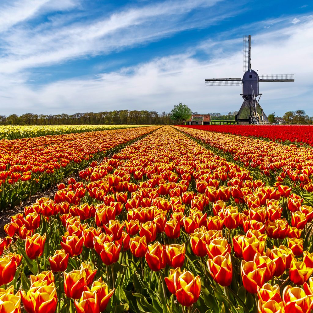 Tulip Time